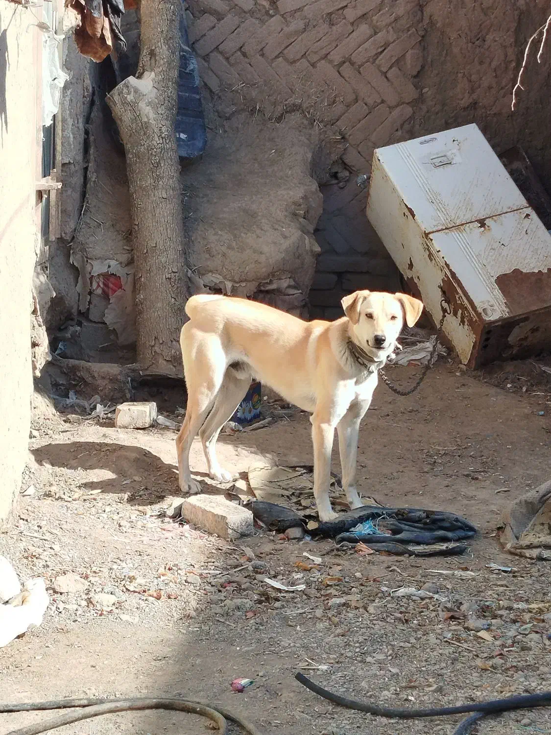 سگ نه بزرگ نه کوچک|سگ|جغتای, |دیوار