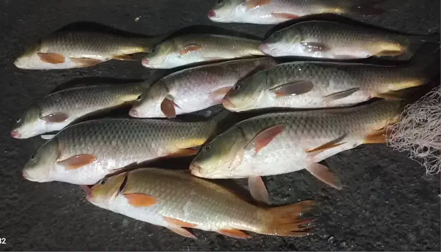 ماهی|ماهی|اندیمشک, |دیوار