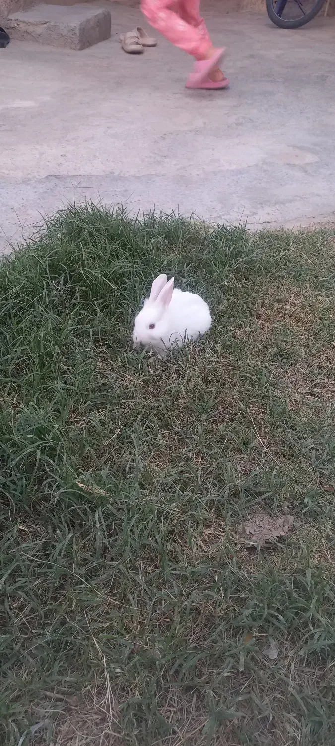 خرگوش|موش و خرگوش|گنبد کاووس, |دیوار