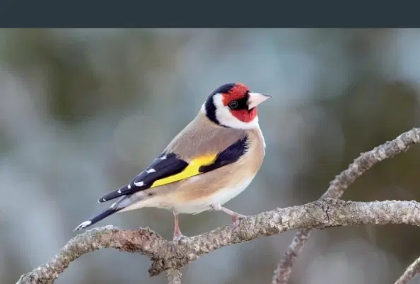 سهره نر|پرنده|کرج, شهرک ظفر|دیوار