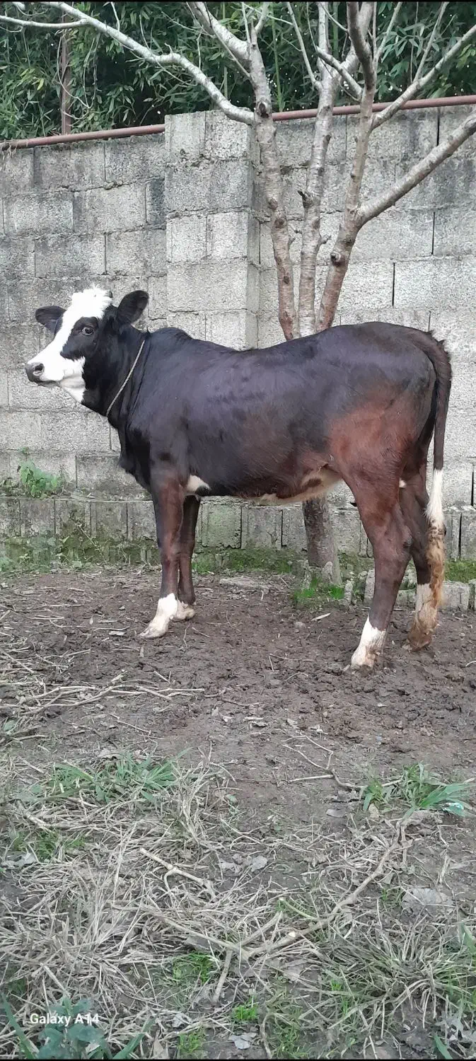 لیشه چالوسی گوساله گاو|حیوانات مزرعه|رشت, پل تالشان|دیوار