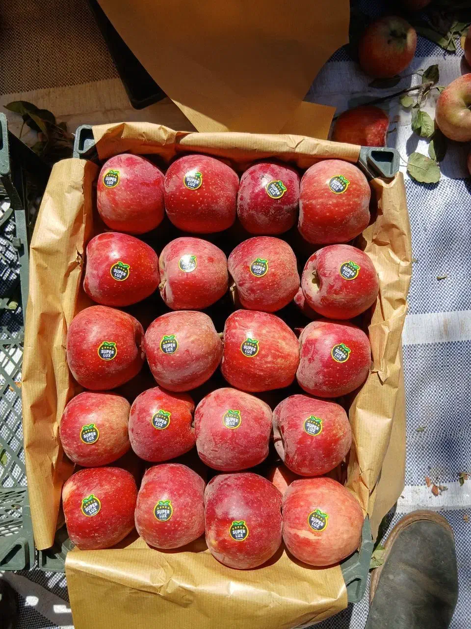 سیب درجه یک|گل و گیاه طبیعی|تبریز, |دیوار