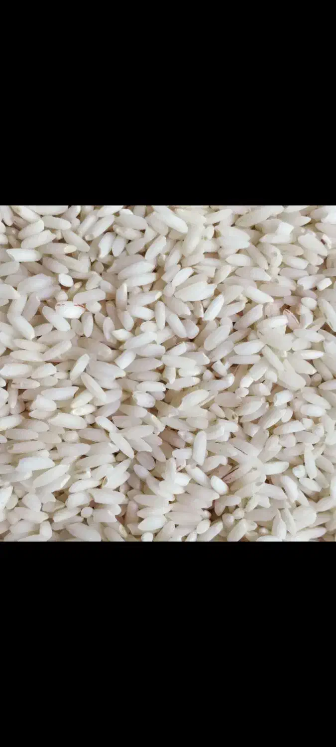 برنج عنبربو|خوردنی و آشامیدنی|کارزان, |دیوار