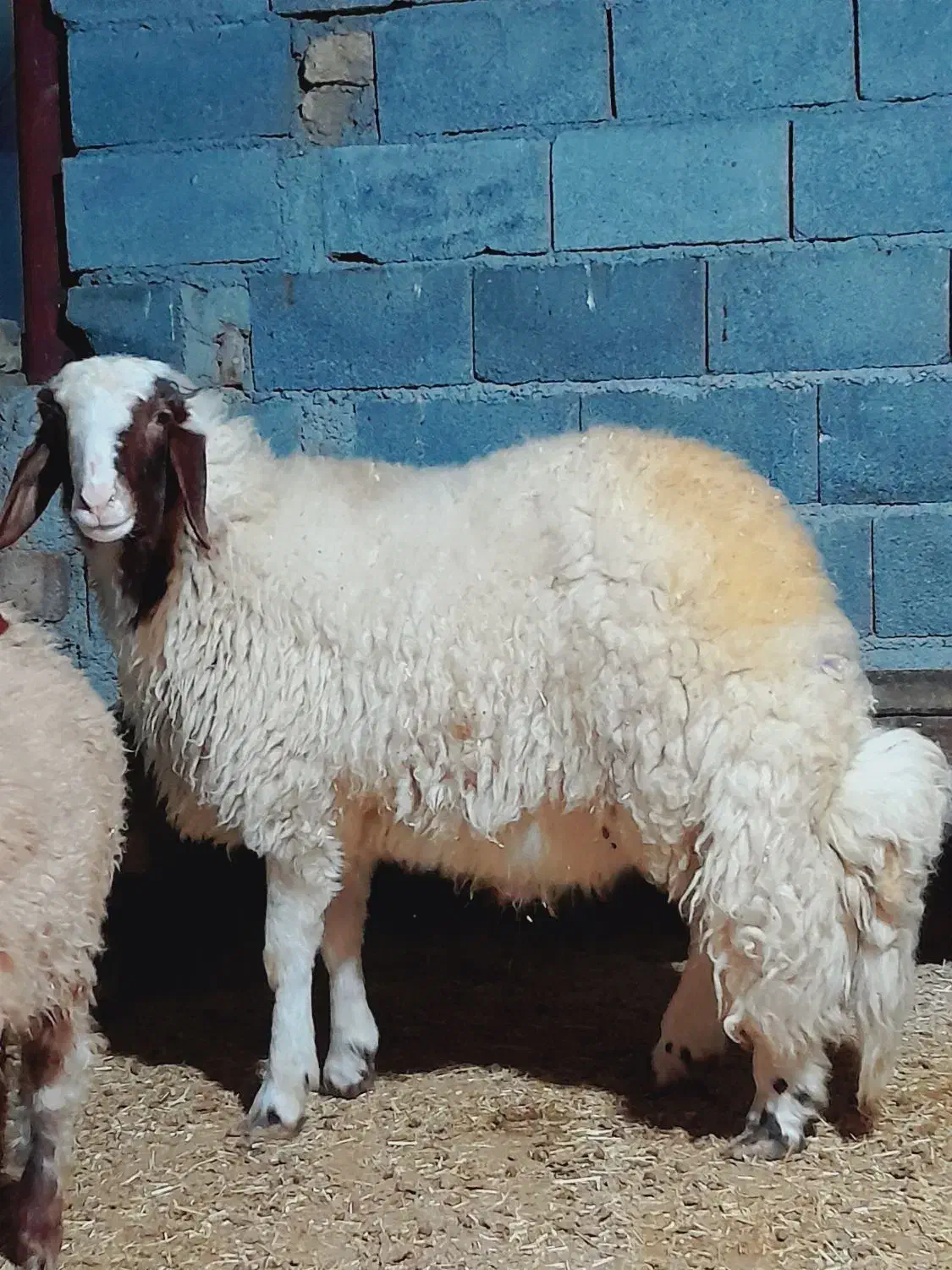 کاور ورن سنجابی|حیوانات مزرعه|سرپل ذهاب, |دیوار