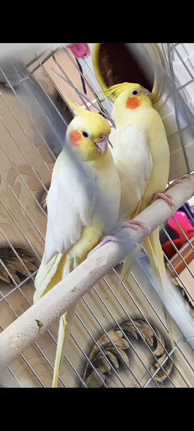 لوتینو زعفرانی مولد کار داده چهار تخم کم نظیر|پرنده|شاهرود, |دیوار