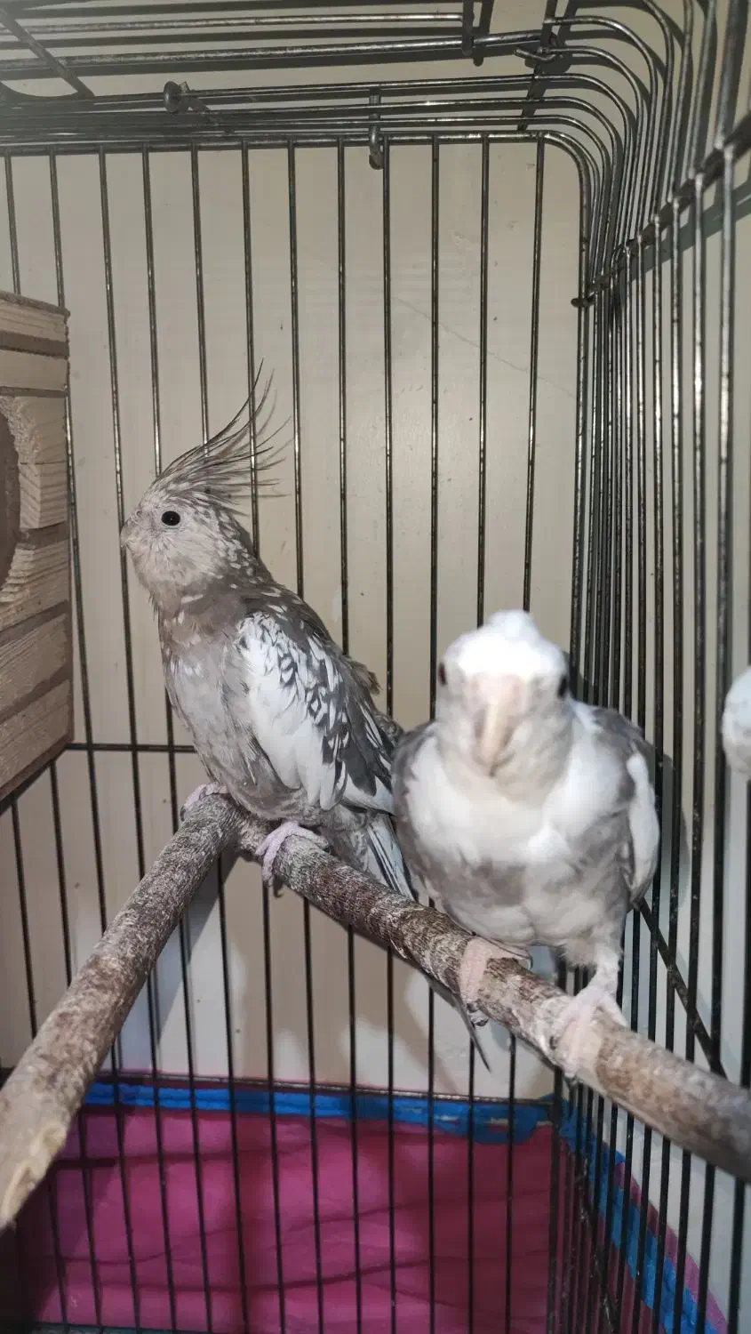 جفت عروس هلندی مولد وایت فیس ابلغ و ایزابلا|پرنده|اسلام‌شهر, شهرک مصطفی خمینی|دیوار