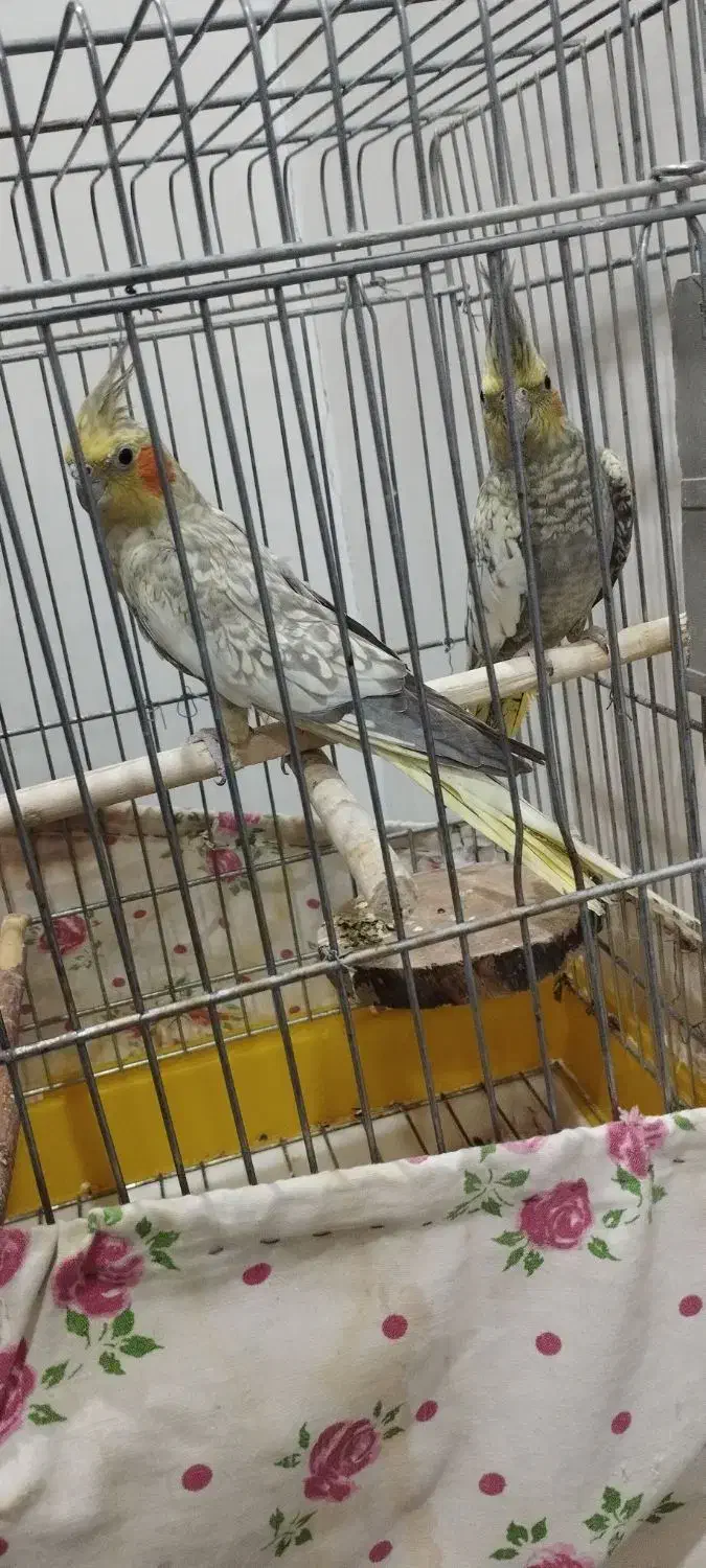 عروس هلندی کهریزک|پرنده|آفتاب, |دیوار