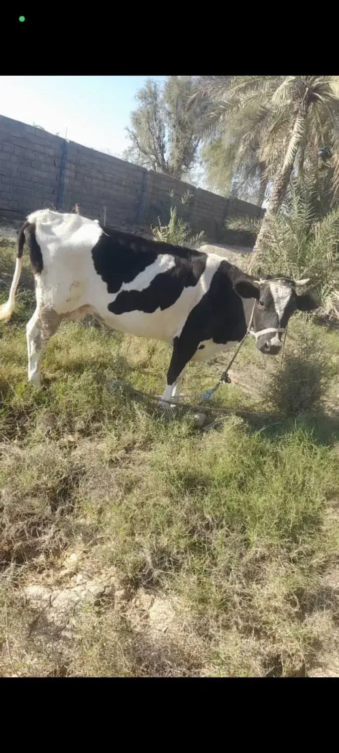 گاو ماده|حیوانات مزرعه|قلعه قاضی, |دیوار