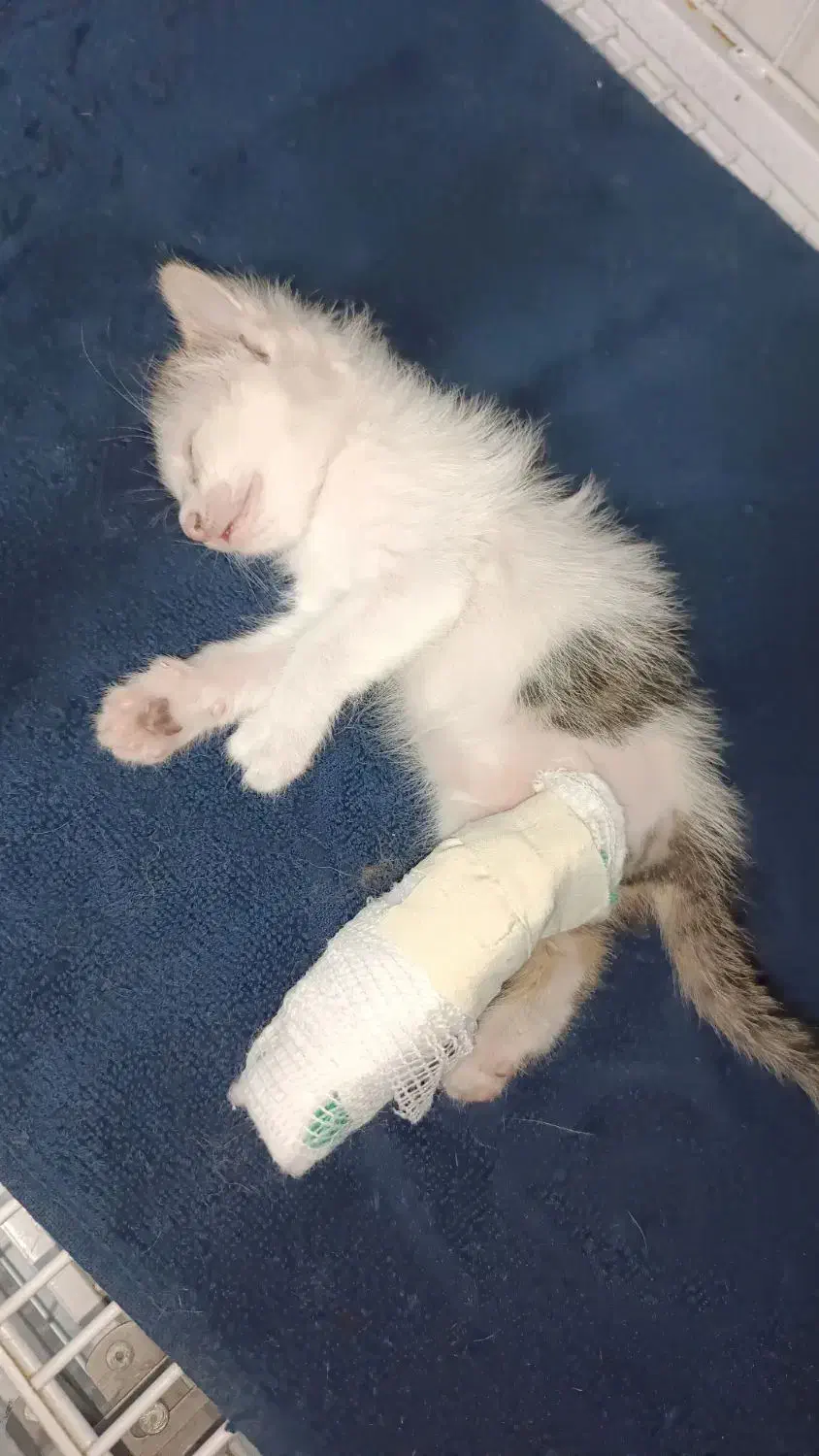 واگذاری رایگان گربه DSH|گربه|محلات, |دیوار