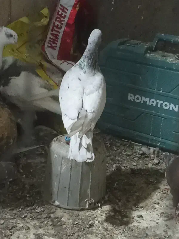 کوهی گرفتنی نر|پرنده|شوشتر, |دیوار