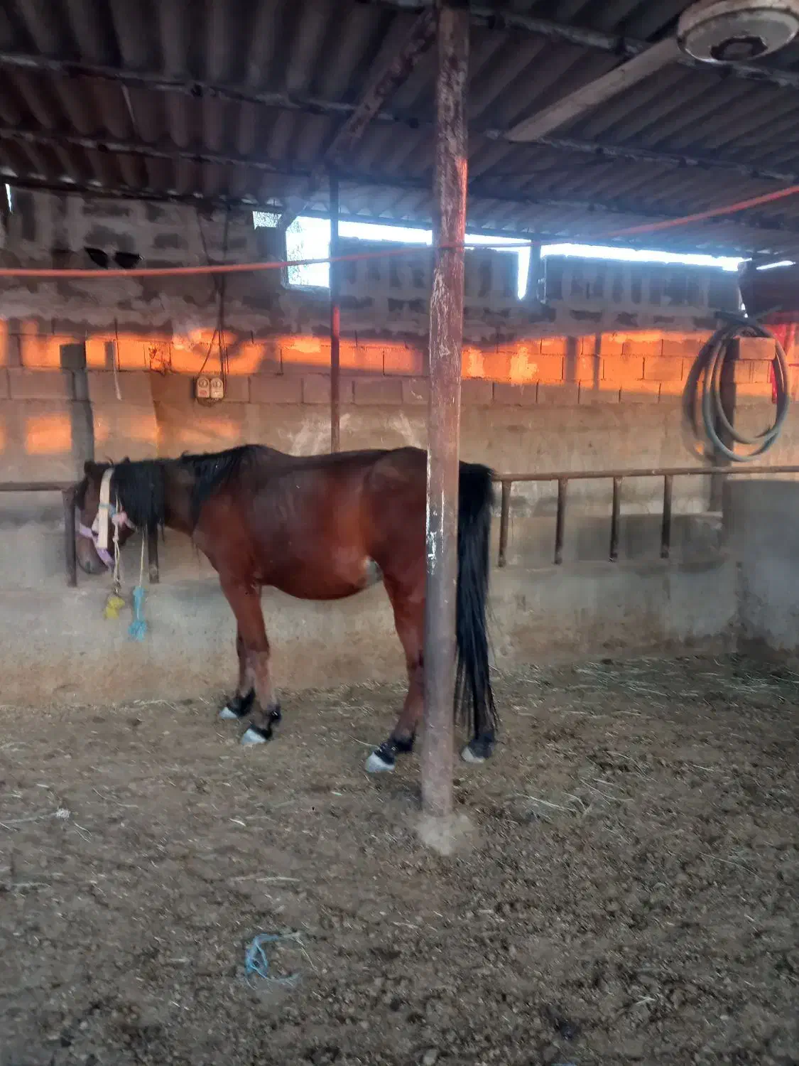 اسب ماده|اسب و تجهیزات اسب‌سواری|رامهرمز, |دیوار