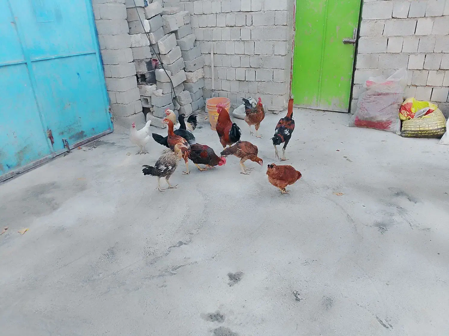 ۵خروس ۱۵مرغ|پرنده|لاجان, |دیوار