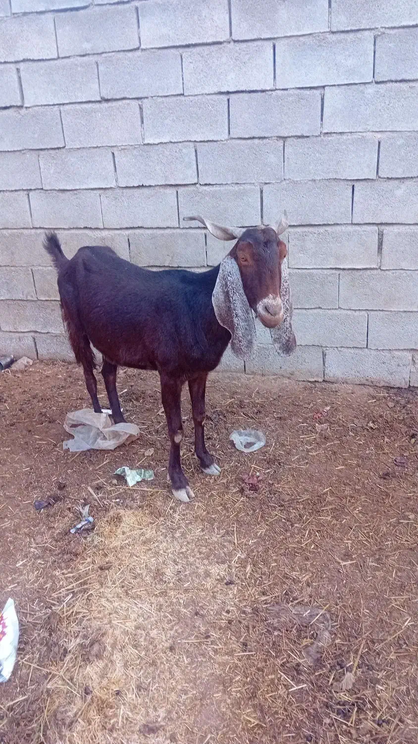 شادگان|حیوانات مزرعه|شادگان, |دیوار