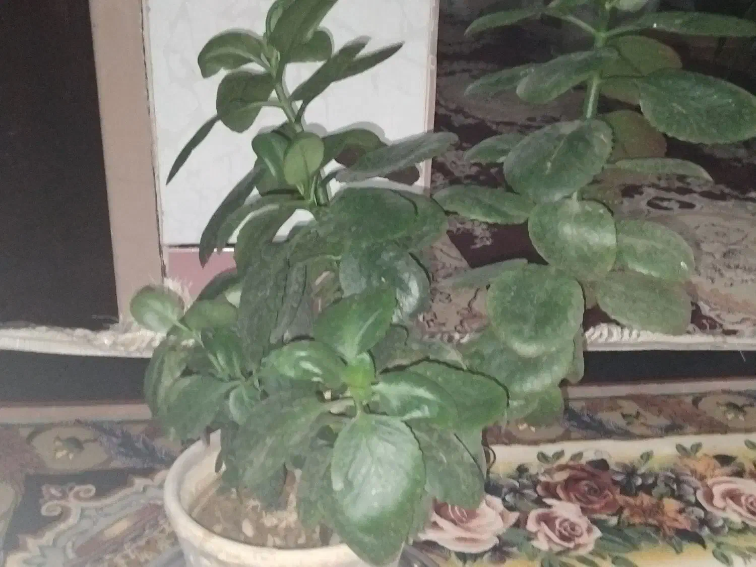 گل برگ قاشقی|گل و گیاه طبیعی|باغ بهادران, |دیوار