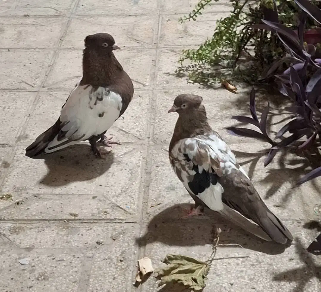 کبوتر جفتی سینه|پرنده|شیراز, ریاستی|دیوار