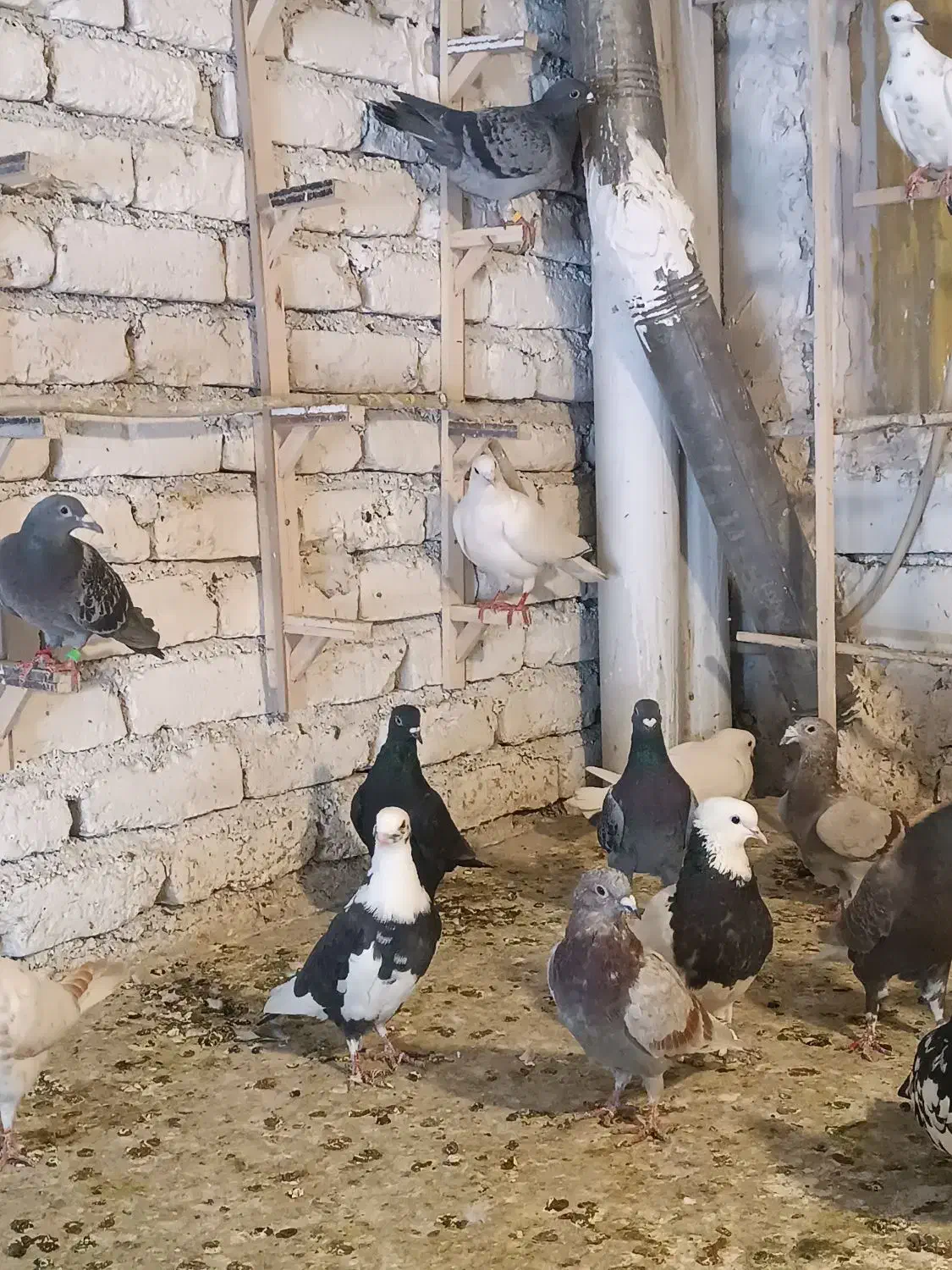 کبوتر کفتر برای نوبازی|پرنده|طرقبه, |دیوار