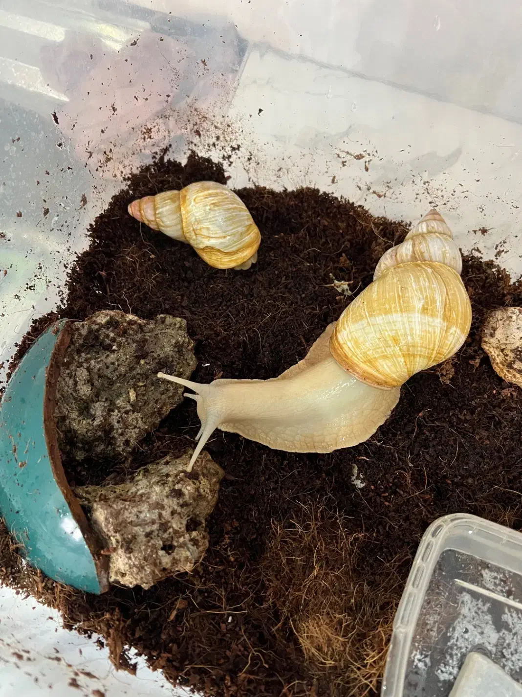 حلزون پرورشی|خزنده|ساری, |دیوار