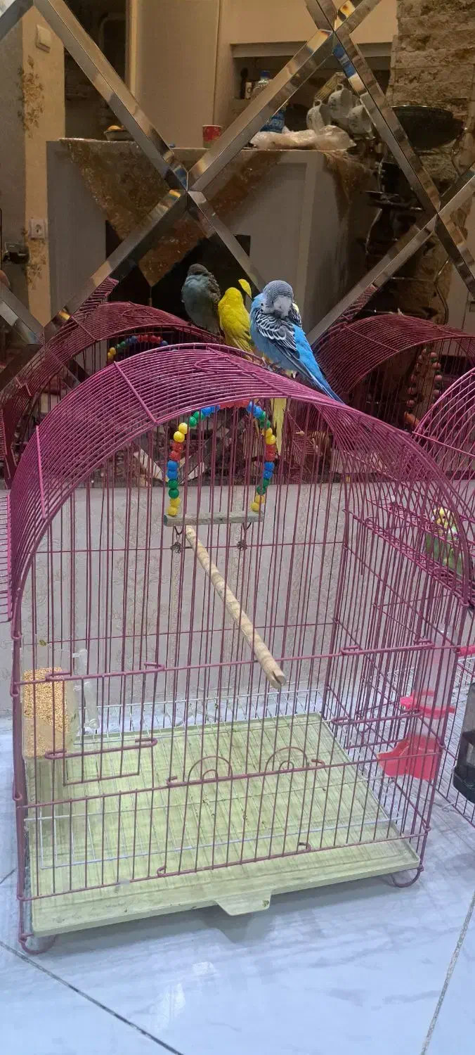 یک جفت مرغ عشق اهلی|پرنده|تبریز, |دیوار