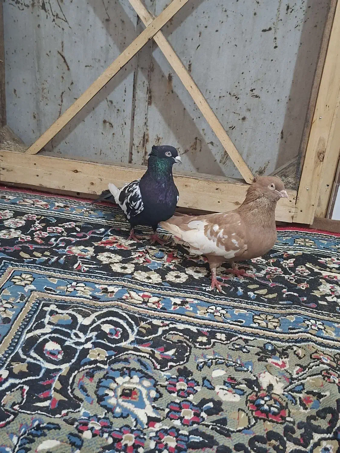 کبوتر|پرنده|مرودشت, بیست متری بیمارستان|دیوار