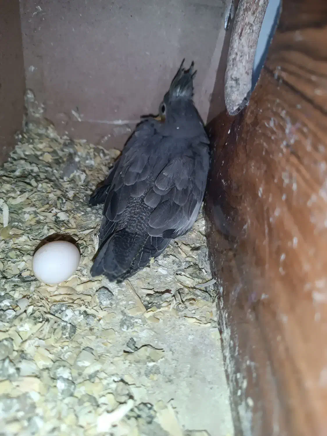 عروس هلندی|پرنده|مشهد, ایثار|دیوار