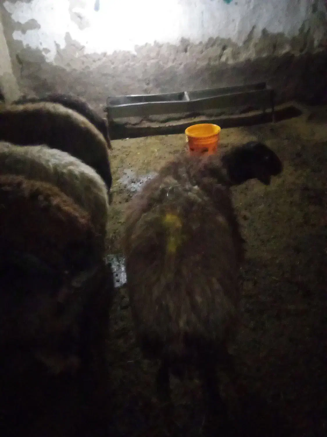 گوسفند افشار ب|حیوانات مزرعه|انگوران, |دیوار