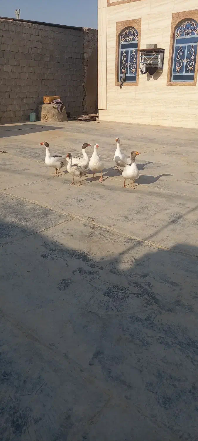 غاز|پرنده|چغادک, |دیوار