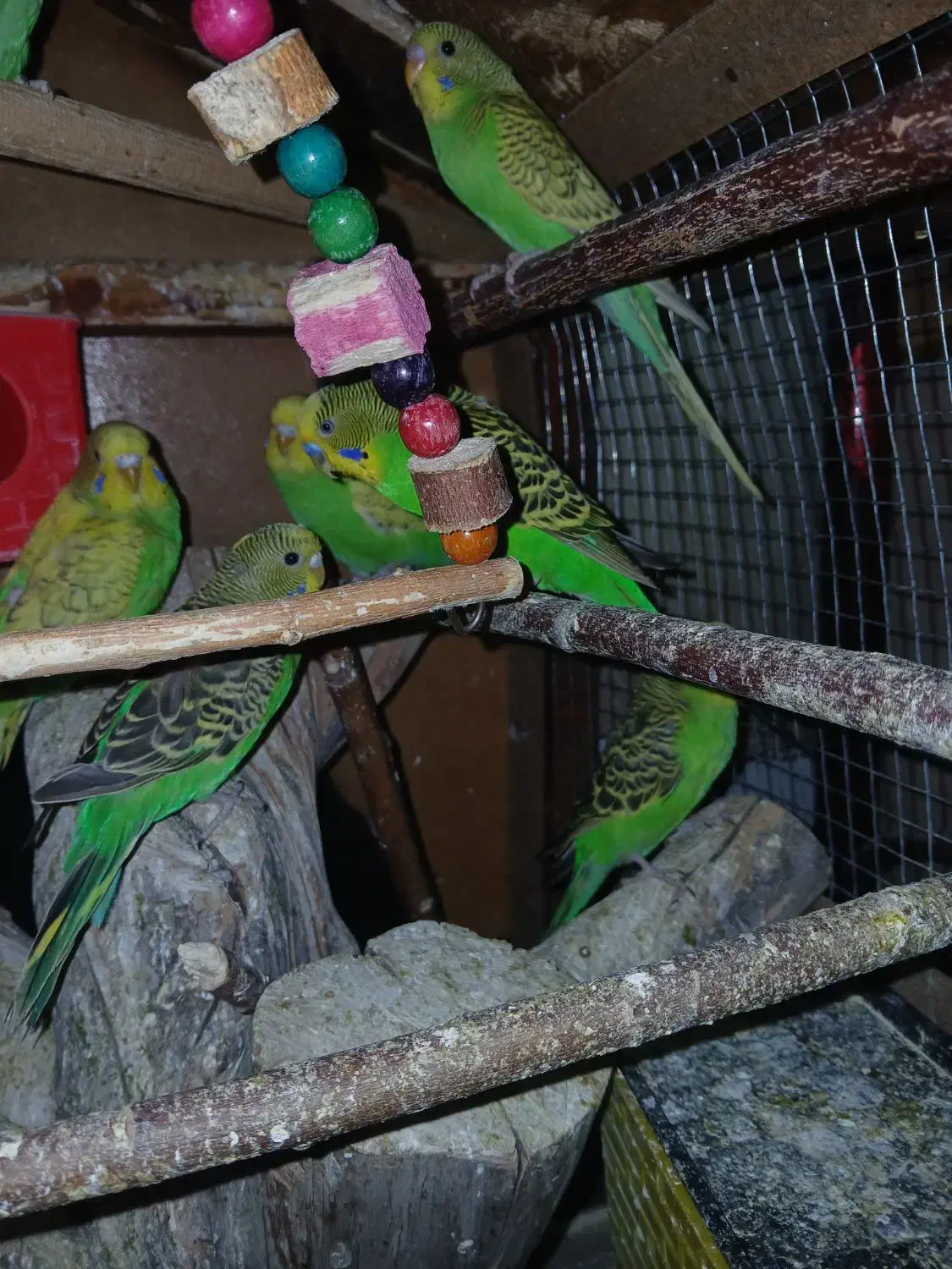 فروش مرغ عشق|پرنده|بروجرد, |دیوار