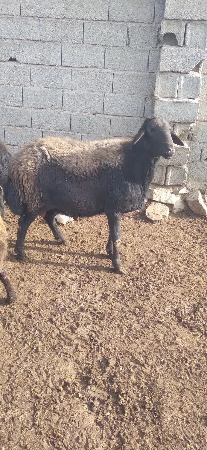 بذری|حیوانات مزرعه|فیروزه, |دیوار