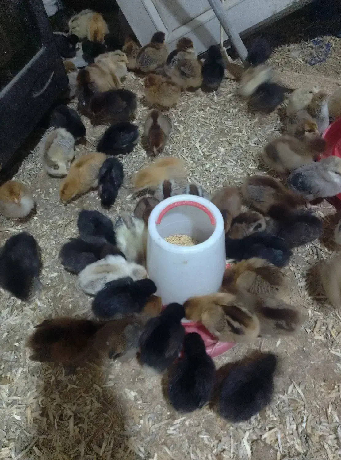 جوجه محلی جوجه بیست روزه|حیوانات مزرعه|کلاچای, |دیوار