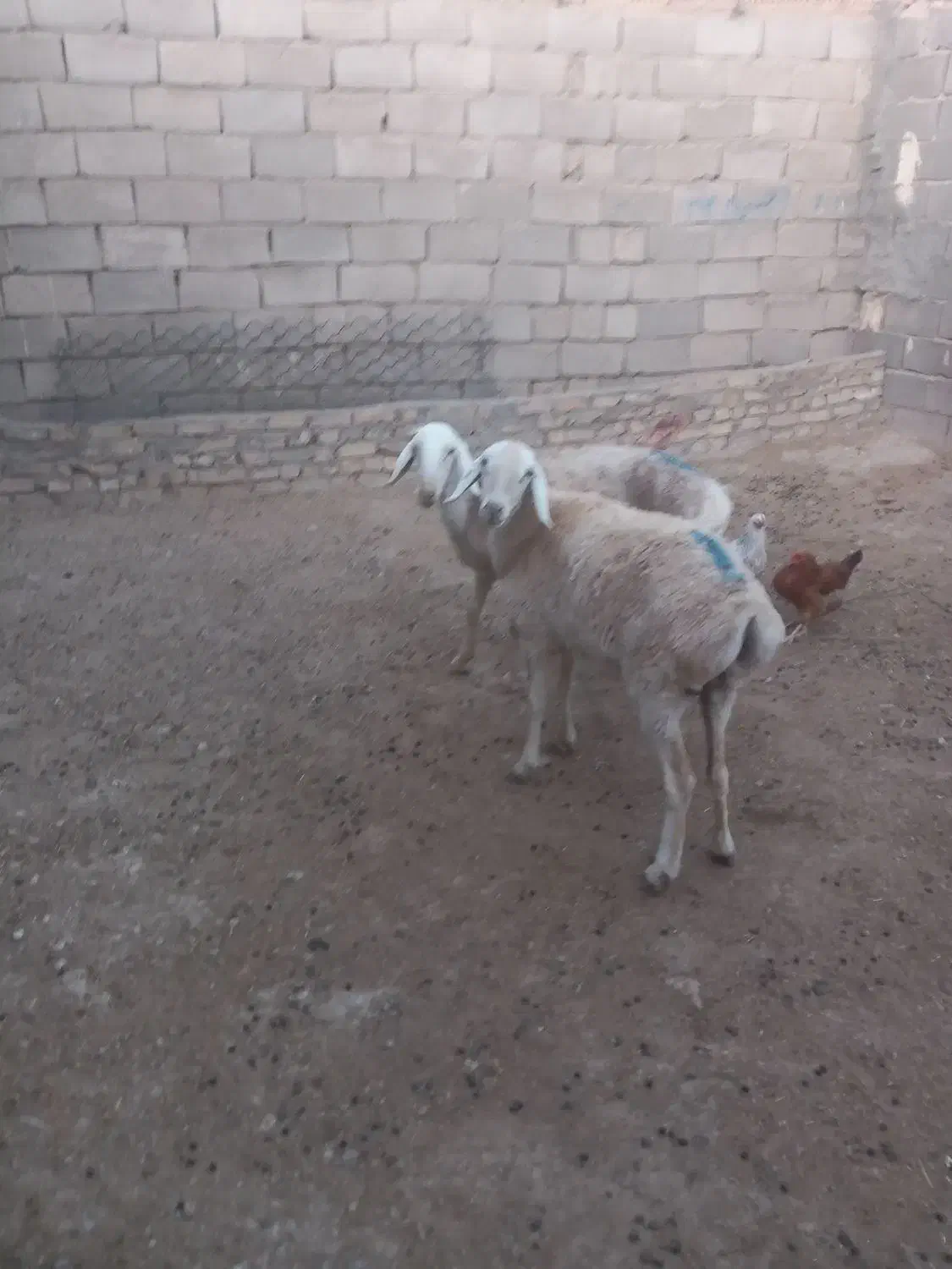 کاوورچینی|حیوانات مزرعه|تربت جام, معدآباد|دیوار