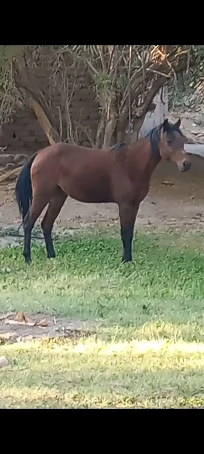اسب گمشده روستای قنات|حیوانات|نرماشیر, |دیوار