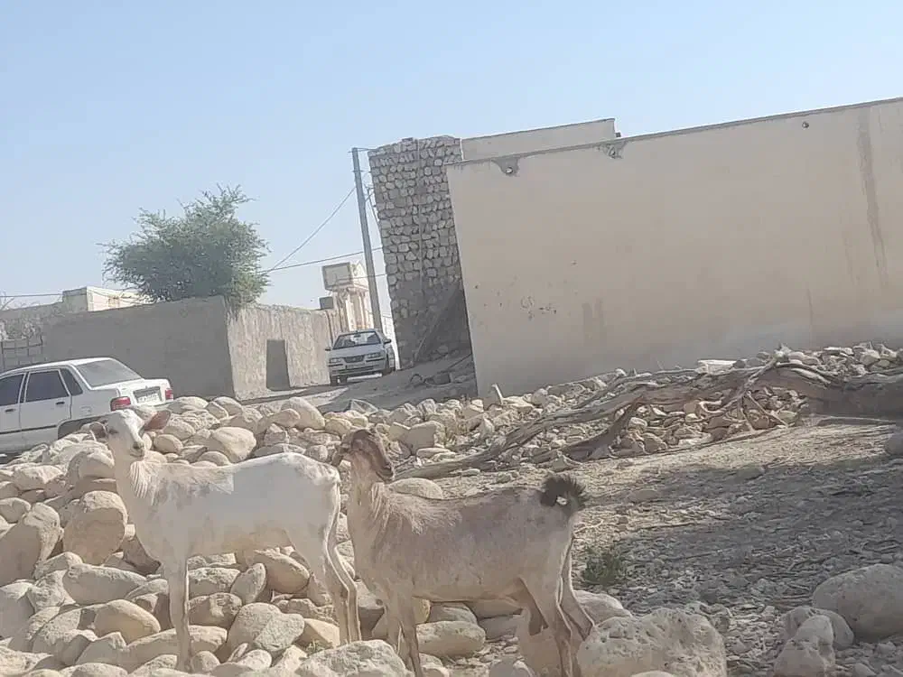 بز اشکالی کهره نر زیرش هیکلی و یدونه بز آبستن|حیوانات مزرعه|مهران (هرمزگان), |دیوار