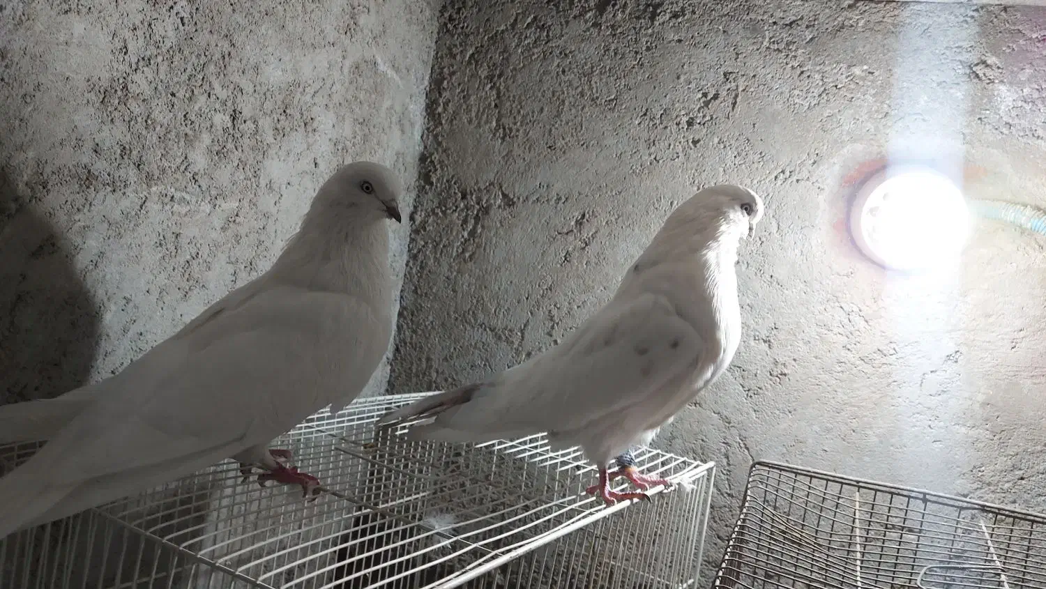 ۳عدد کبوتر عتیقه۲تا جم یدونه قرمزی گوچه|پرنده|آذرشهر, |دیوار