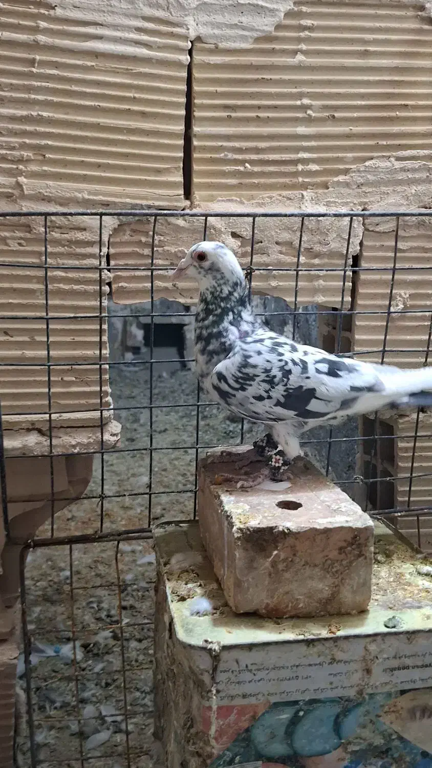 پرشی|پرنده|فیروزه, |دیوار