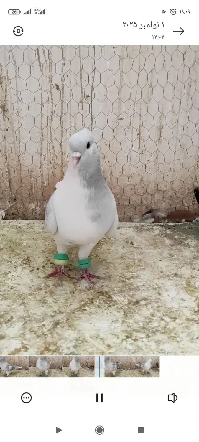 نرساده مگسی|پرنده|فرح دشت, |دیوار