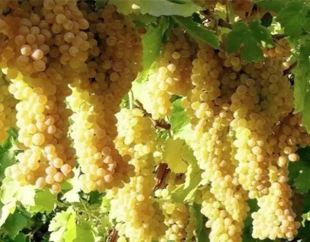 نهال های پر فروش و اقتصادی|خدمات باغبانی و درختکاری|مشهد, آیت الله کاشانی|دیوار