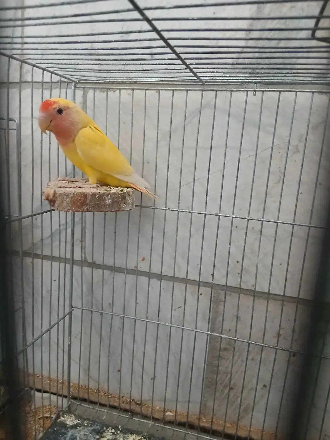 کوتوله  نر زردصورت هلویی مولد|پرنده|یزد, |دیوار