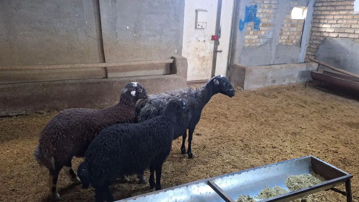 میش و بره دوقلو|حیوانات مزرعه|بروجرد, |دیوار