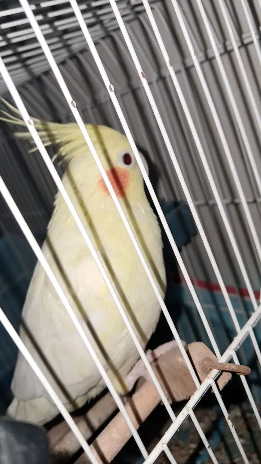 عروس هلندی بندرلنگه|پرنده|بندرلنگه, |دیوار