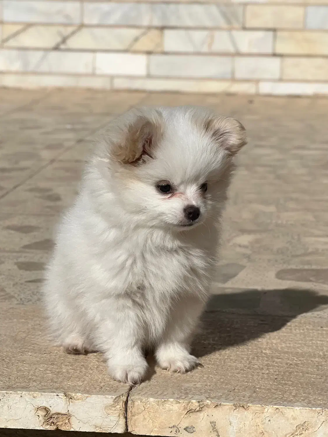 سگ پامر|سگ|آباده, |دیوار