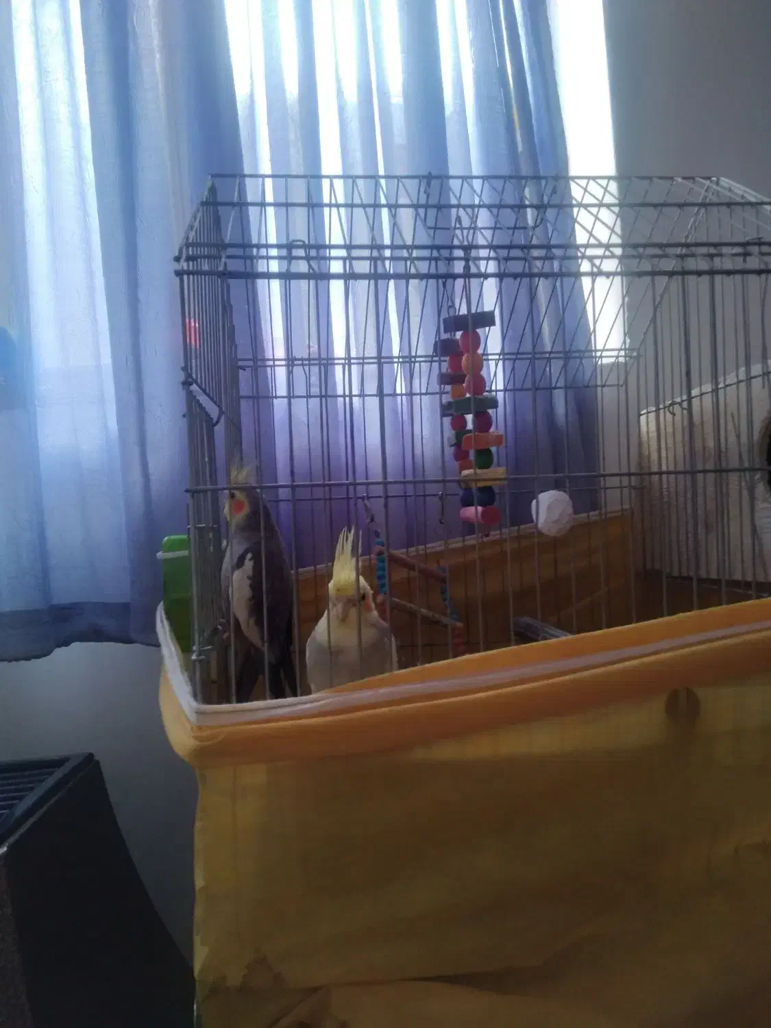 یک جفت عروس هلندی باقفس وتشکیلات|پرنده|قائم‌شهر, |دیوار