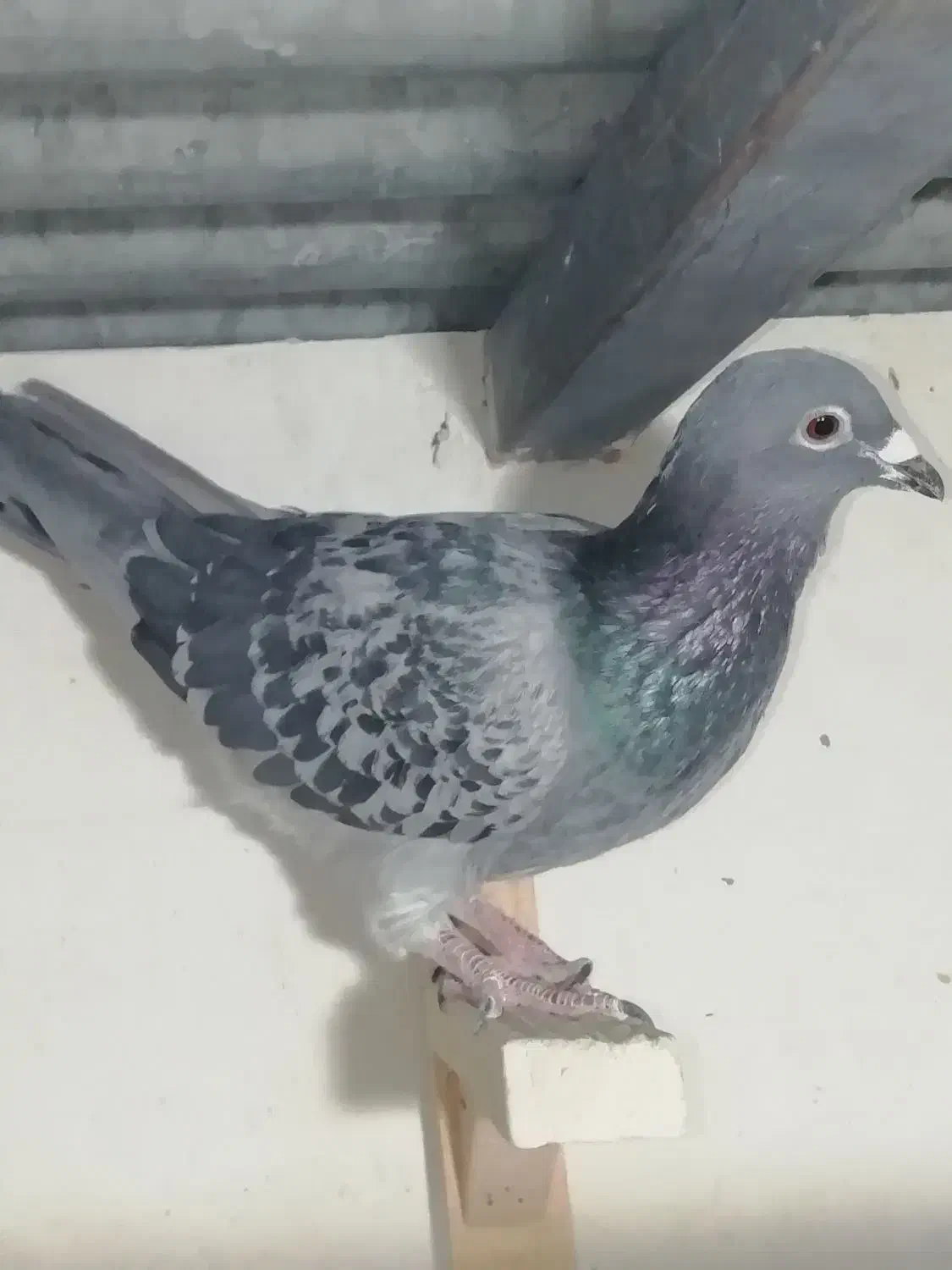 2تاکبوتر سبز 1 کوهی|پرنده|شیراز, هفت تنان|دیوار