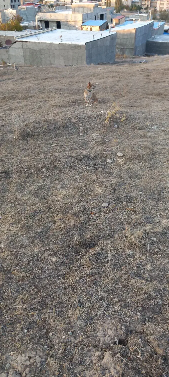 واگذاری سگ پاکوتاه خانگی|سگ|هشترود, |دیوار