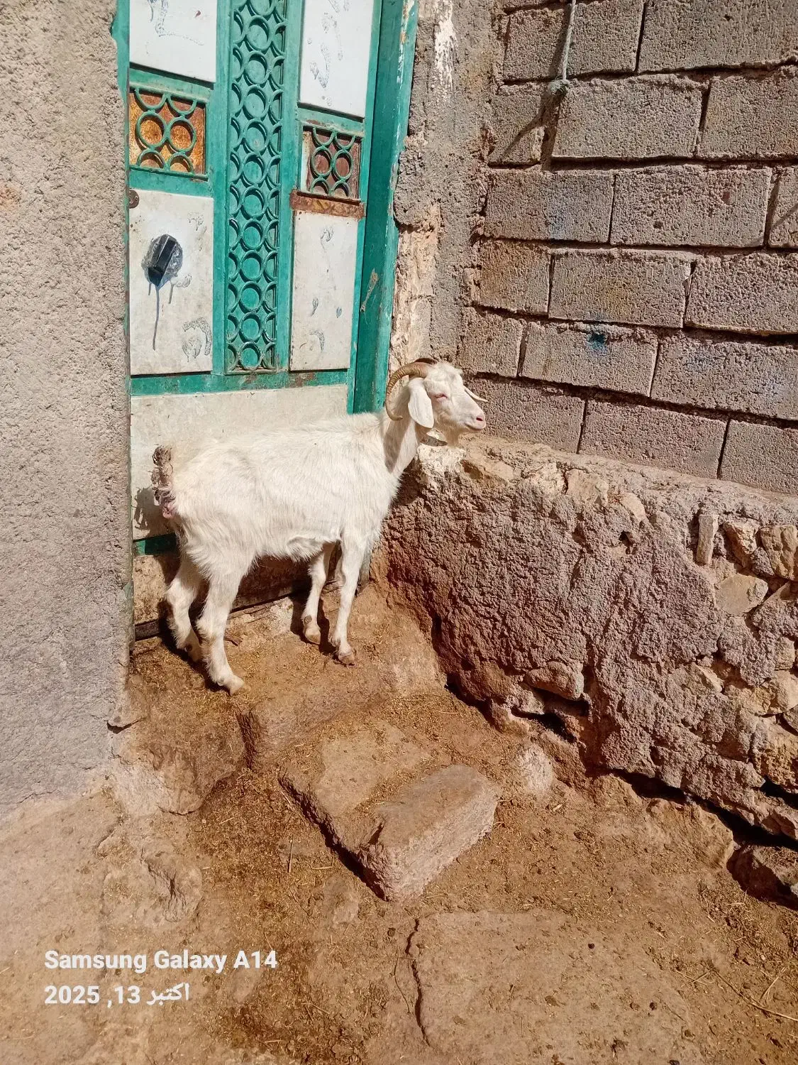 ۱عدد بز جوان سرحال برای قربانی وزن ۳۵کیلو|حیوانات مزرعه|اردبیل, |دیوار