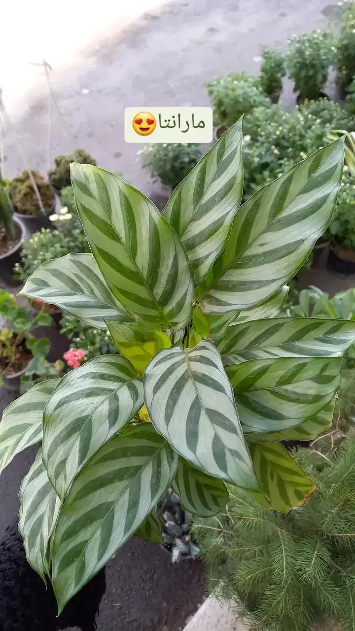 گیاه قاشقی|گل و گیاه طبیعی|مراغه, |دیوار