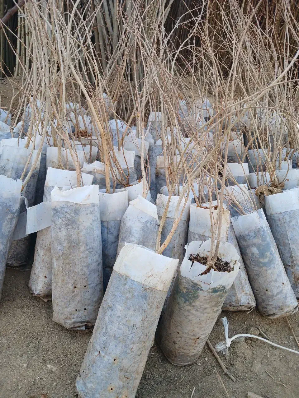 نهال‌های سالم انار برای کاشت|خدمات باغبانی و درختکاری|اصفهان, خواجو|دیوار