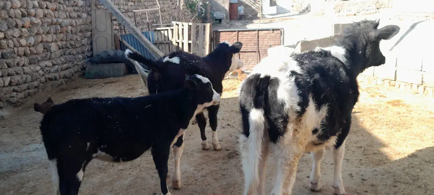 گوساله|حیوانات مزرعه|چگنی, |دیوار