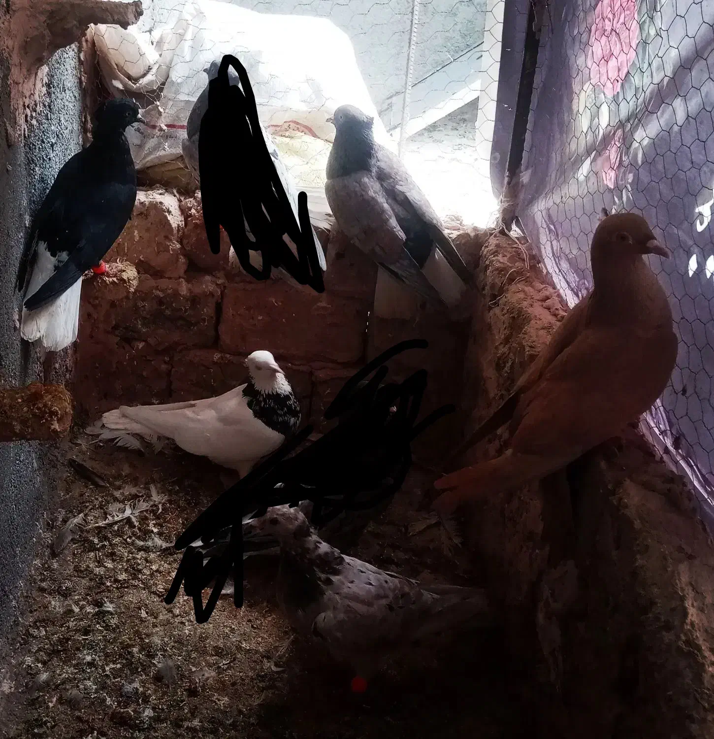 کفترعکس 4 جفت 1000پرشی بیرونی|پرنده|سبزوار, زینبیه|دیوار