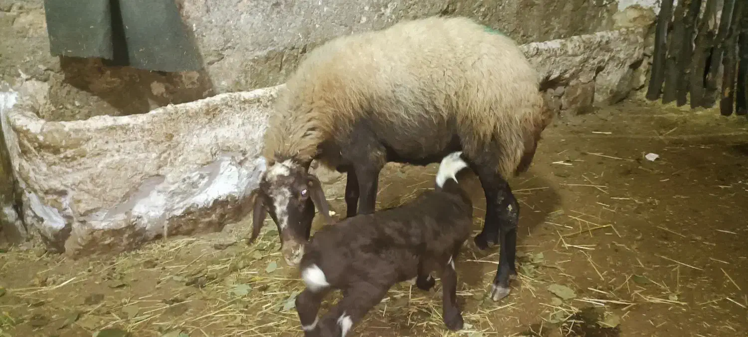 سه راس گوسفند با بره|حیوانات مزرعه|گهواره, |دیوار