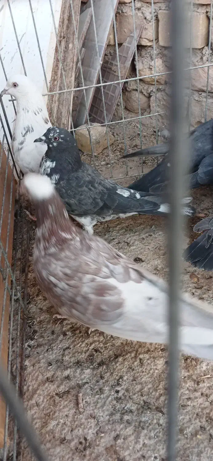 کبوتر پرشی و خوش فرم همه باهم|پرنده|اردکان, |دیوار